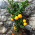 Kép 4/9 - Citrus myrtifolia Chinotto / Mirtuszlevelű törpenarancs
