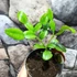 Kép 2/7 - Citrus hystrix - kaffir lime