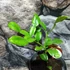 Kép 5/7 - Citrus hystrix - kaffir lime