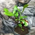 Kép 6/7 - Citrus hystrix - kaffir lime