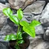 Kép 7/7 - Citrus hystrix - kaffir lime