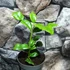 Kép 4/7 - Citrus hystrix - kaffir lime
