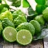 Kép 1/7 - Citrus hystrix - kaffir lime