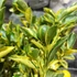 Kép 3/10 - Citrus mitis 'Calamondin' variegata