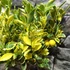 Kép 4/10 - Citrus mitis 'Calamondin' variegata