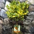 Kép 5/10 - Citrus mitis 'Calamondin' variegata
