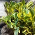 Kép 6/10 - Citrus mitis 'Calamondin' variegata