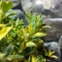 Kép 7/10 - Citrus mitis 'Calamondin' variegata