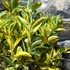 Kép 8/10 - Citrus mitis 'Calamondin' variegata