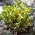 Kép 9/10 - Citrus mitis 'Calamondin' variegata