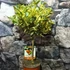 Kép 2/10 - Citrus mitis 'Calamondin' variegata