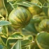 Kép 1/10 - Citrus mitis 'Calamondin' variegata
