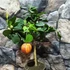 Kép 2/7 - Citrus sinensis 'Arancio Arcobal'