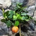 Kép 3/7 - Citrus sinensis 'Arancio Arcobal'