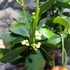 Kép 6/7 - Citrus sinensis 'Arancio Arcobal'