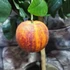 Kép 4/7 - Citrus sinensis 'Arancio Arcobal'