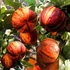 Kép 1/7 - Citrus sinensis 'Arancio Arcobal'
