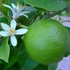 Kép 5/6 - Citrus aurantifolia - zöld lime