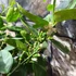 Kép 4/6 - Citrus aurantifolia - zöld lime