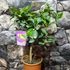 Kép 2/6 - Citrus aurantifolia - zöld lime