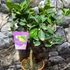 Kép 3/6 - Citrus aurantifolia - zöld lime