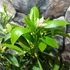 Kép 5/7 - Citrus Sinensis - édes narancs