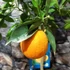 Kép 3/7 - Citrus Sinensis - édes narancs