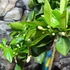 Kép 6/7 - Citrus Sinensis - édes narancs