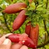 Kép 1/8 - Citrus australasica 'Red' -  Ausztrál kaviár citrom