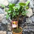 Kép 2/7 - Citrus medica Cedro / Óriás citrom