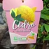 Kép 7/7 - Citrus medica Cedro / Óriás citrom