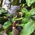 Kép 4/7 - Citrus medica Cedro / Óriás citrom