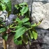 Kép 5/7 - Citrus medica Cedro / Óriás citrom