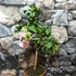 Kép 6/7 - Citrus medica Cedro / Óriás citrom