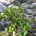Kép 2/6 - Citrus australasica 'Green'  - Ausztrál kaviár citrom