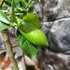 Kép 3/6 - Citrus australasica 'Green'  - Ausztrál kaviár citrom