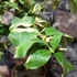 Kép 3/6 - Citrus limon variegata