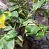 Kép 5/6 - Citrus limon variegata