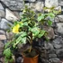 Kép 2/6 - Citrus limon variegata