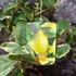 Kép 6/6 - Citrus limon variegata