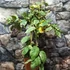 Kép 4/6 - Citrus limon variegata