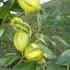 Kép 1/6 - Citrus limon variegata