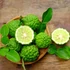 Kép 1/5 - Citrus hystrix Lamai - Kaffir Lime