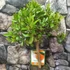 Kép 2/7 - Citrus Reticulata / Mandarin