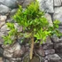 Kép 3/7 - Citrus Reticulata / Mandarin
