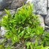 Kép 4/7 - Citrus Reticulata / Mandarin