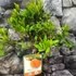 Kép 5/7 - Citrus Reticulata / Mandarin