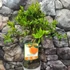 Kép 6/7 - Citrus Reticulata / Mandarin