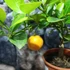 Kép 2/8 - Citrus calamondin