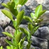Kép 3/8 - Citrus calamondin